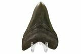 Serrated, Fossil Megalodon Tooth - Georgia #158745-1